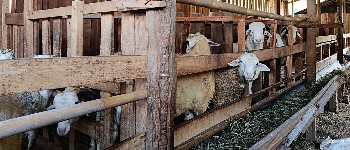 Αφθώδης πυρετός στη Λέσβο: 43 κρούσματα σε 54 εκτροφές στο διάστημα 15 Μαρτίου – 17 Απριλίου