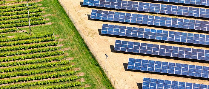 Απειλείται ελληνικός αμπελώνας από ανεξέλεγκτη διασπορά φωτοβολταϊκών - Ποιες προτάσεις κατέθεσε στη Βουλή η πρόεδρος ΕΔΟΑΟ