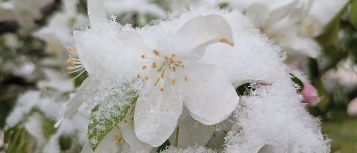 Απαράδεκτη χαρακτηρίζουν παραγωγοί την ΚΥΑ για προανθικό του 2025, πολλοί μένουν απλήρωτοι, αλλαγή απόφασης ζητά ο Καρασμάνης