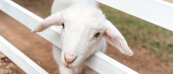 Που κυμαίνεται αυτή την εποχή το κρέας αμνοεριφίων και προβάτων, αναμένεται αύξηση τις επόμενες μέρες