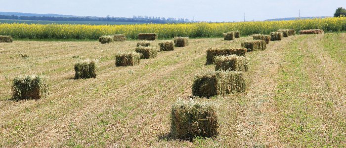 Πληρώθηκαν 3,63 εκ. ευρώ σε 7.715 καλλιεργητές μηδικής που επλήγησαν από μέτρα για την ευλογιά - Αφορά έξι Περιφερειακές Ενότητες