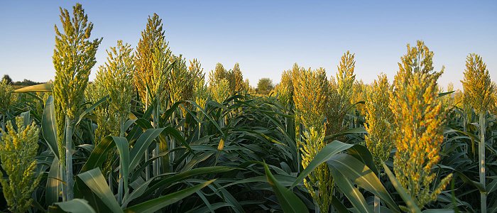 New president at the head of SORGHUM ID, the European association for sorghum