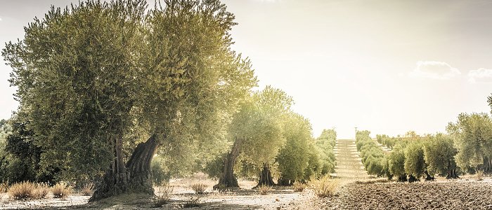 Αόρατες απειλές στον ελαιώνα: Οι ασθένειες που χτυπούν ρίζες, κορμό και ξύλο