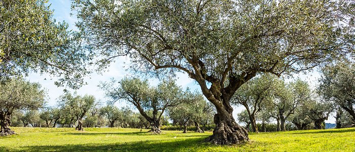 Πώς το γλοιοσπόριο βρίσκει «σύμμαχο» στον δάκο – τι ισχύει για τις προσβολές