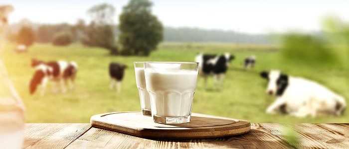 Απόφαση της πλήρους Ολομέλειας Αρείου Πάγου για καρτέλ αγελαδινού γάλακτος δικαιώνει παραγωγούς