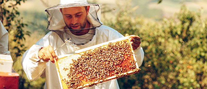 Ξεκινούν δωρεάν προγράμματα κατάρτισης μελισσοκόμων – Έως τρεις ημέρες εκπαίδευσης