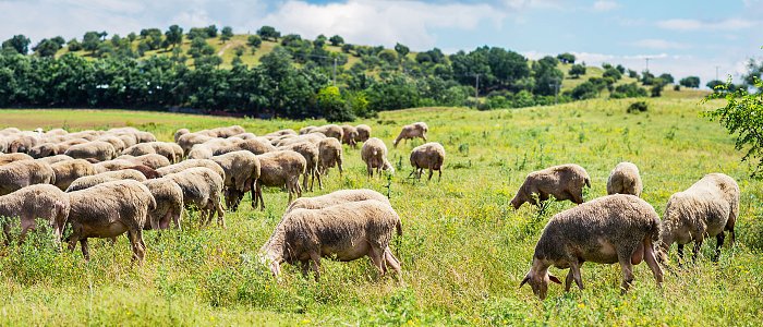 Πρόστιμα μέχρι 12.000 ευρώ για κτηνοτρόφους που προκαλούν αγροτικές φθορές