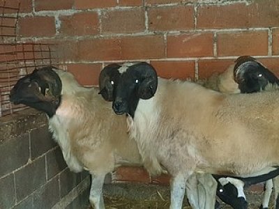 55 πρόβατα από τη Χίο προς πώληση