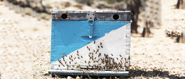 Πάνε μπιλετάκια στους μελισσοκόμους να πληρώσουν την πιστοποίηση για τα βιολογικά που ακύρωσε ο Τσιάρας