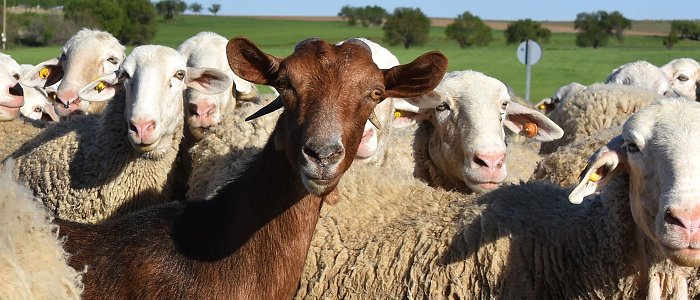 Καμία χώρα που επέλεξε εμβολιασμό δεν εξάλειψε την ευλογιά λέει ο Τσιάρας, αργεί το μέτρο αποκατάστασης ζωικού κεφαλαίου