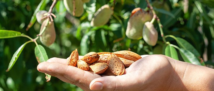 Η εικόνα καρπόδεσης στις αμυγδαλιές, υπάρχει ζήτηση και μηδενικά αποθέματα, οι εξαγωγές δίνουν προστιθέμενη αξία στο προϊόν