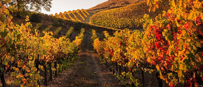 Αμπέλι: Η λίπανση μετά τη συγκομιδή που “χτίζει” τον επόμενο τρύγο