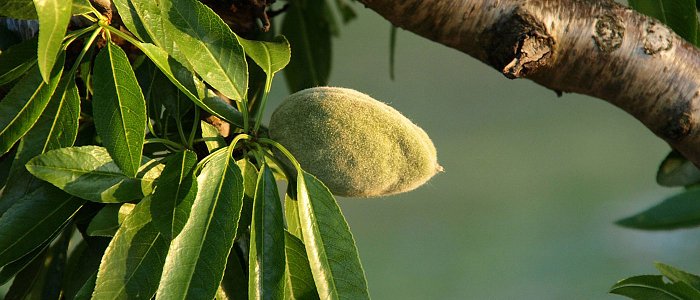 Ευρύτομο αμυγδαλιάς: Το κρίσιμο στάδιο και η σωστή διαχείριση στον αγρό