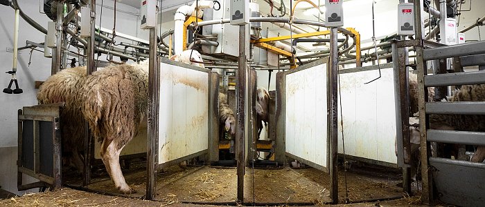 Φέτος θα είναι λιγότερη παραγωγή φέτας κατά 20 χιλιάδες τόνους, δεν έχουν βρει ακόμη λύση στην αδειοδότηση στάβλων