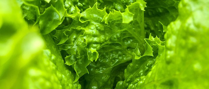 Σαλάτες: ποικιλίες, διαθεσιμότητα και τιμές στην αγορά