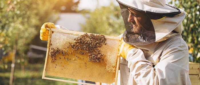 Υποβολή δηλώσεων κατεχόμενων κυψελών για το 2025 από τους μελισσοκόμους