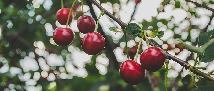Κερασιά: κρίσιμες καλλιεργητικές παρεμβάσεις από τον χειμώνα έως την καρποφορία