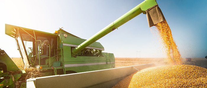 Καλαμπόκι στην Ελλάδα: τι δείχνουν οι αριθμοί για μια καλλιέργεια που υποχωρεί