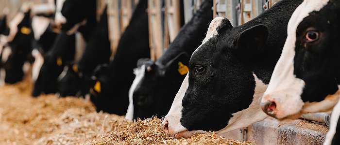Η εξέλιξη της οζώδους δερματίτιδας στις εκτροφές βοοειδών της Γαλλίας και της Ιταλίας