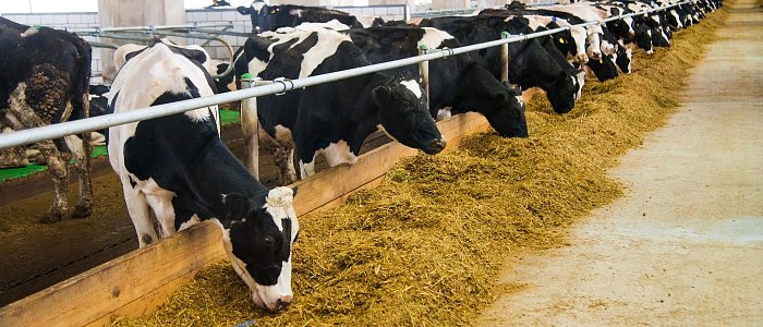 Χωλότητα στα βοοειδή: όταν το πρόβλημα ξεκινά από τα πόδια και φτάνει στο εισόδημα