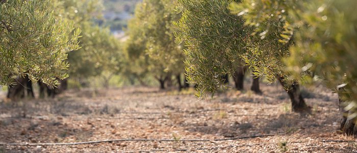 Άρδευση ελιάς: πότε και πόσο να ποτίζεις