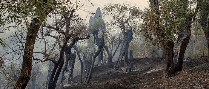 Ελαιώνες μετά την πυρκαγιά: Οι χειρισμοί για την αποκατάσταση