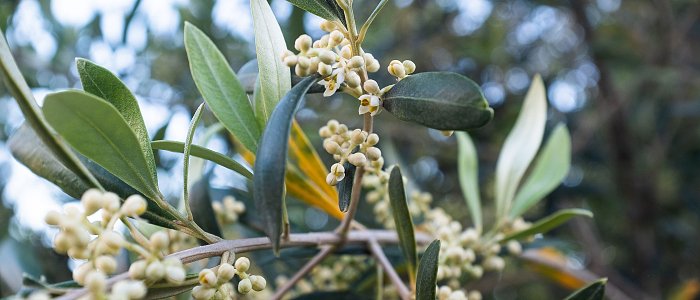 Δακοκτονία 2026–2028: Σε τροχιά διαγωνισμός 42,99 εκατ. ευρώ για την προμήθεια υλικών