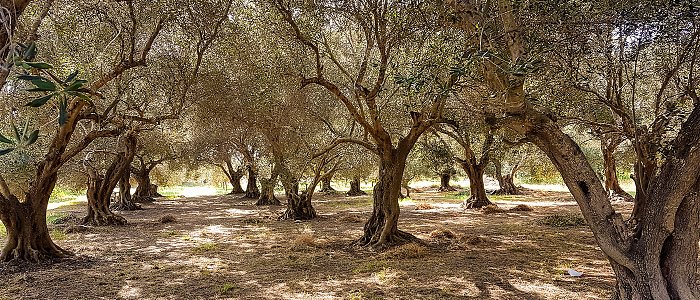 Μειωμένη η ελαιοπαραγωγή της Κρήτης λόγω συνεχόμενης ανομβρίας, μπορεί να αιτηθεί η χώρα στήριξη από ΕΕ