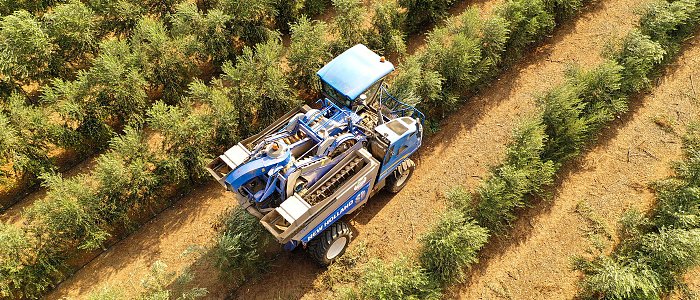 Ο ισπανικός ελαιώνας σε τροχιά σταθερής διεύρυνσης – πάνω από 2,8 εκατ. εκτάρια το 2025