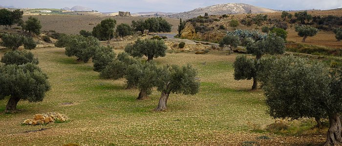 Προβλέψεις για την φετινή παραγωγή ελαιολάδου στην Κρήτη, που κυμαίνονται οι τιμές