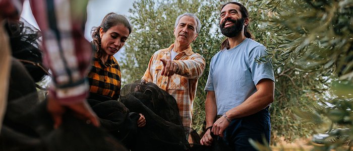 Μετασυλλεκτική λίπανση στην ελιά