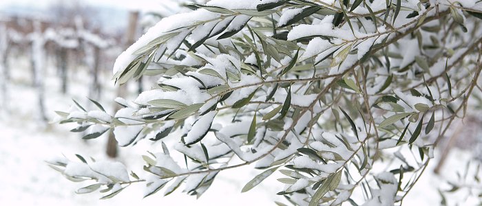 Χιόνι και παγετός στον ελαιώνα: πώς φαίνονται οι ζημιές και πώς διαχειρίζεται η ελιά