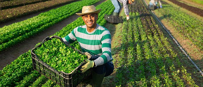 Μετάκληση εποχικών εργαζομένων από την Αίγυπτο: Σε λειτουργία η πλατφόρμα αιτήσεων, ποια η διαδικασία