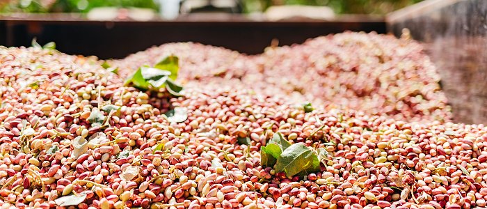 Από 11 ευρώ τα ανοικτά και 7 τα κλειστά ξεκινά φέτος η χρονιά στο κελυφωτό φιστίκι, μειωμένη παραγωγή χωρίς αποθέματα