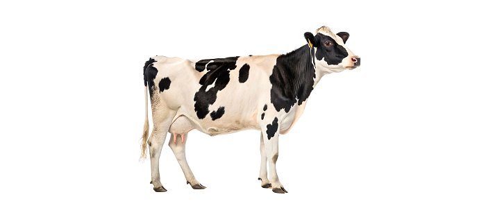 Δραματική συρρίκνωση της ελληνικής παραγωγής αγελαδινού γάλακτος κατήγγειλαν οι γαλακτοπαραγωγοί της Χολστάιν