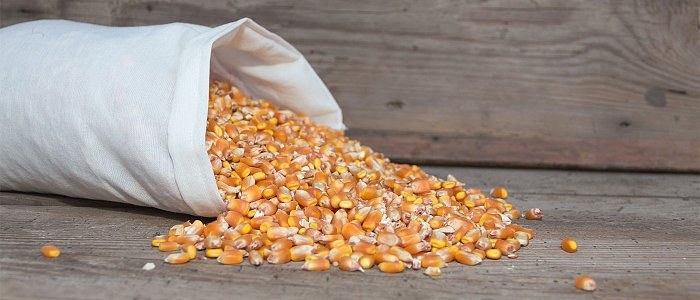 Σταθερές τιμές και συνδεδεμένη κάνουν ελκυστικό το καλαμπόκι, τιμή που αγόρασε σε διαγωνισμό η Τυνησία