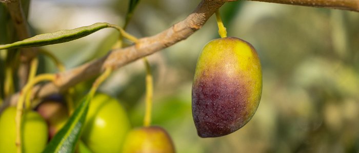 Μεγάλες ζημιές στις ελιές από το γλοιοσπόριο ανάγκη για de minimis, που κυμαίνονται οι τιμές στις Καλαμών