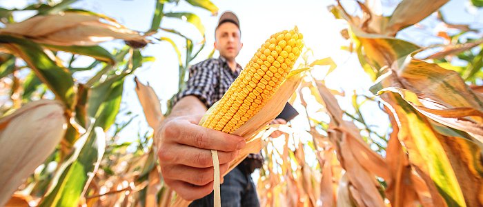 Έρχεται συμπληρωματική πληρωμή στην συνδεδεμένη ενίσχυση του καλαμποκιού