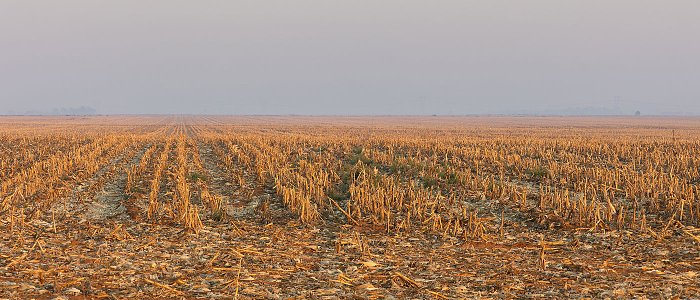 Μετά τη συγκομιδή του αραβόσιτου: τι πρέπει να κάνει ο παραγωγός και γιατί;