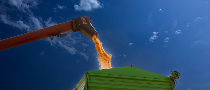 Σε εξέλιξη ο αλωνισμός καλαμποκιού, προβληματισμός παραγωγών με τις χαμηλές τιμές και το μεγάλο κόστος
