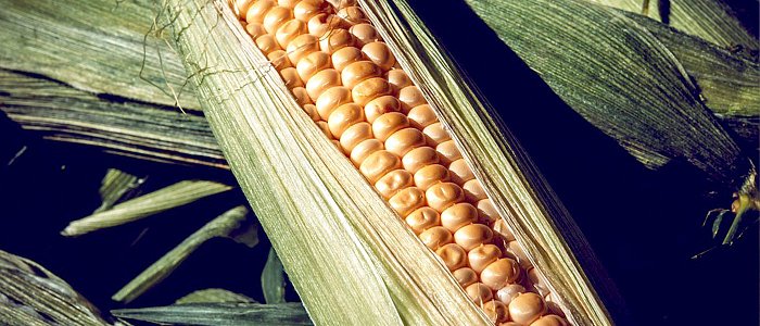 Πώς κινείται το καλαμπόκι στη διεθνή αγορά: Παραγωγή, εμπόριο και τάσεις