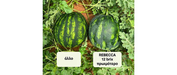Η ποιότητα μπορεί να αυξήσει τη ζήτηση και να φέρει τιμή στο παραγωγό του καρπουζιού
