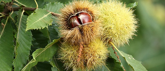 Ενημερωτική ημερίδα για το κάστανο της Κρήτης στο ΜΑΙΧ