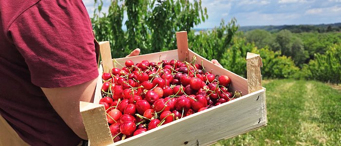 Σε χαμηλά επίπεδα κινούνται οι τιμές στα κεράσια, ενώ πολλές ποσότητες κινδυνεύουν να μείνουν ασυγκόμιστες