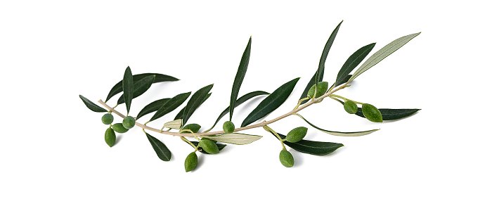 Από τη δημοσιογραφία στην ελαιοκαλλιέργεια ο Ηλίας Σταθάκης. Οι καινοτομίες του συνεταιρισμού Μολάων – Πακίων Λακωνίας