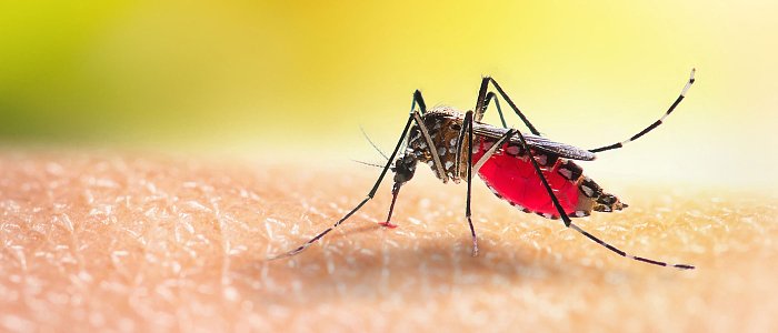 Έντομα Υγειονομικής Σημασίας στο 20ό Πανελλήνιο Εντομολογικό Συνέδριο