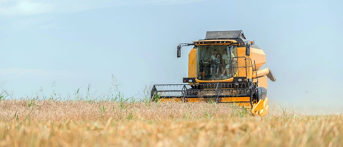 Κριθάρι: Προχωρά η συγκομιδή με καλή ποιότητα - Η υγρασία παραμένει ο βασικός παράγοντας προσοχής