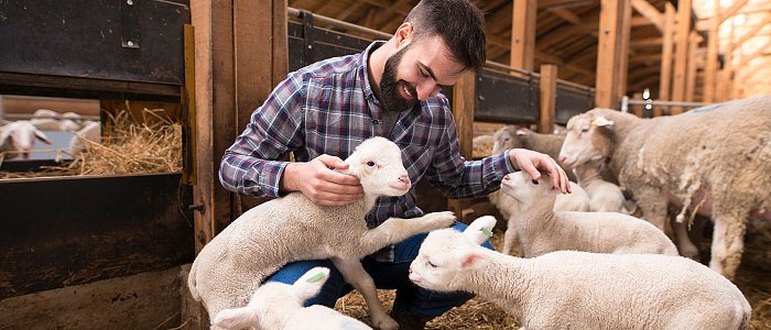 Πως θα καταβληθεί η στήριξη για απώλεια εισοδήματος λόγω ζωονόσων ύψους 56 εκ. ευρώ, έρχεται νέα πληρωμή για ζωοτροφές
