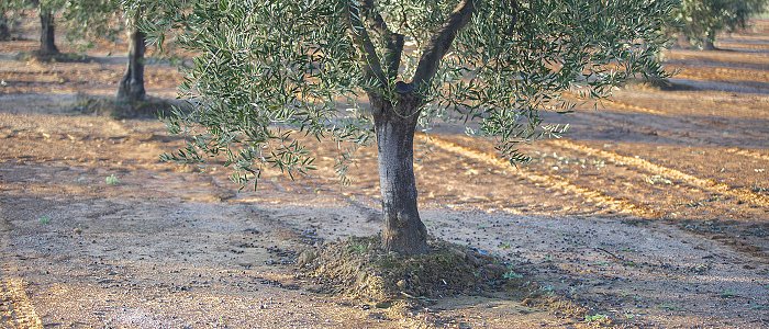 Γιατί έμειναν εκτός επιδότησης λιπασμάτων Αμπελουργοί και Ελαιοπαραγωγοί της Σάμου
