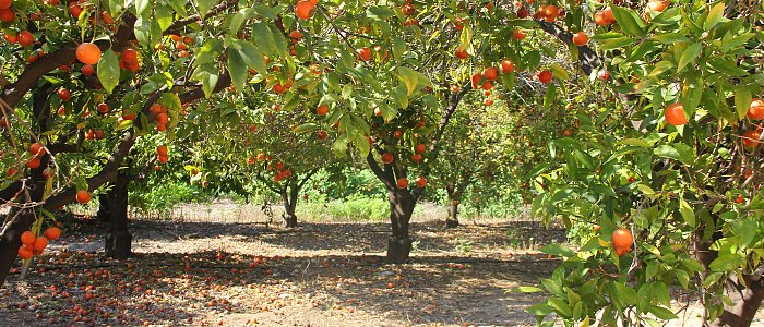 Οι νηματώδεις, ένας «αόρατος» εχθρός της δενδροκομίας – Πώς αντιμετωπίζονται με βιολογικές μεθόδους